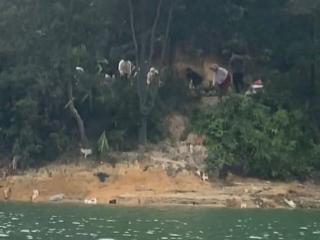 广东一地有人在水库边放生大量猫咪 水库管理所回应：联系相关部门进行收容，往年也有类似情况