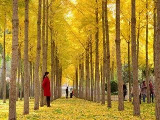 把黄叶印到手帕上！郑州市区最大银杏林迎来“颜值巅峰”