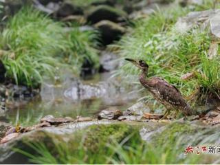 海南鳽江西安家记
