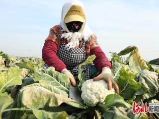 河北滦南：菜花迎丰收 农户采收忙