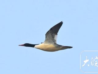 “鸟中大熊猫”现身巢湖，时隔十年再次被记录到