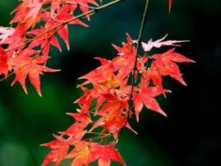 畅游青岛 文明相伴｜山海披红装，崂山进入高饱和度的秋天！