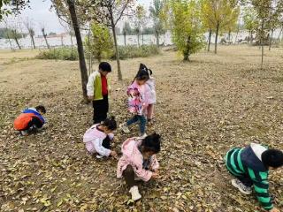 落叶寻趣：东营市利津县北宋镇中心幼儿园中二班开展自然探索活动