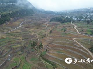 仁怀：30万亩冬闲田不闲 “高粱+”轮作土地生金