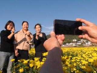 从花海到货架 郧阳五峰遍地菊花黄