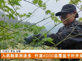 入药制茶用途多！竹溪4000亩覆盆子叶开采