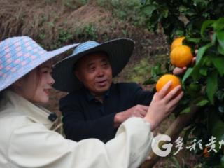 雨中橙园别样景 赤水宝源乡“果冻橙”迎丰收