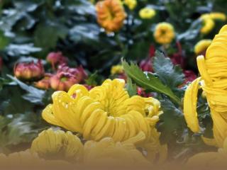 读城｜一抹菊香半城秋！福州西湖菊展惊艳绽放70年，承载几代记忆