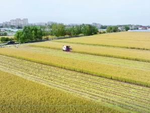 “开镰米”收割，5名公证员全程在场跟踪记录