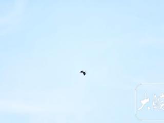 “国宝”黑鹳从巢湖半岛高空飞过