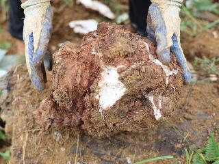 麻江：120亩茯苓迎丰收 林下产业绘好景