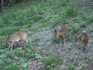赛武当自然保护区拍下三只小麂“幸福同框”