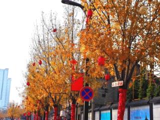 在花漾菏泽 爱牡丹之都丨秋风吹过曹州，菏泽披上“黄金甲”