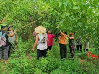 果实累累满山林，河南基层“绿色堡垒”拓宽富民路