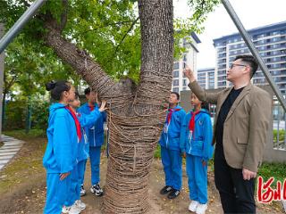 记者走基层｜小小志愿者 接力护古树