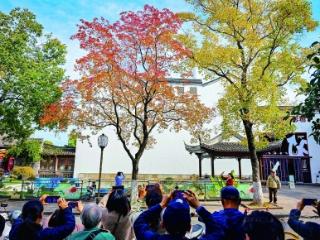 彩叶映黛瓦 秋韵染金陵