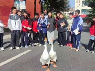 劳动课养出“团宠”！合肥这所学校两只大白鹅火了，课间互动超治愈