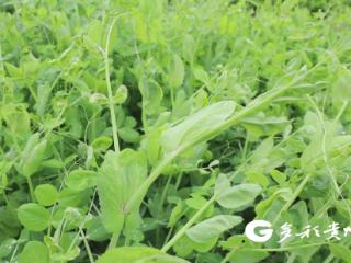 播州区泮水镇：头茬豌豆尖“抢鲜”上市