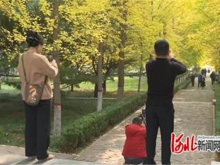 石家庄市鹿泉区海山公园：银杏“披金”醉游人