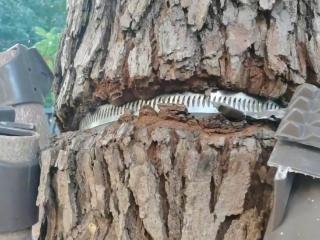 苏州一网民发视频喊话相关部门给树木“松绑” 当地回应：已派人到场查看