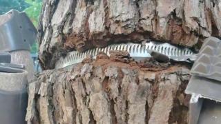 苏州一网民发视频喊话相关部门给树木“松绑” 当地回应:已派人到场查看(图1)