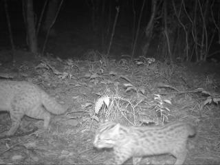 绩溪县发现豹猫雌雄成幼个体