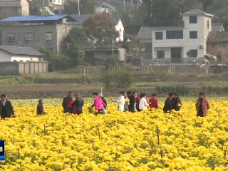 走在乡间小路上｜郧阳区五峰乡：菊花香满园 特色产业促增收