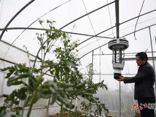 AI“医生”为农作物看病