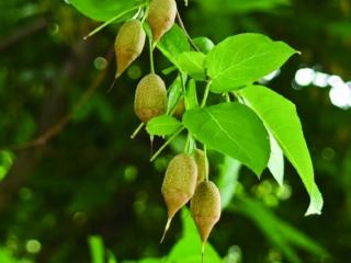 句容宝华山上“怪树”是南京乡土树种