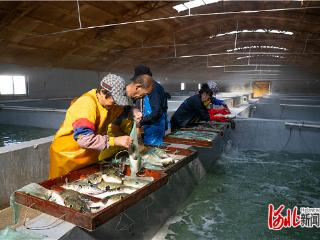 影像记录｜走！到渤海“放牧”去