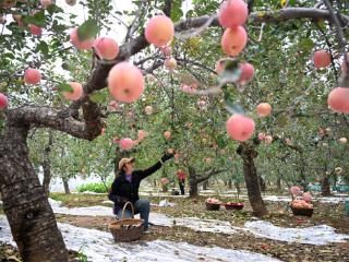岗底苹果丰收啦