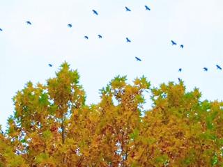 供暖在即，上万乌鸦又来郑州市区“蹭暖”了
