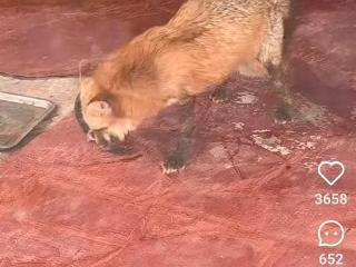 景区里的狐狸饿得啃食水管？武汉一地文旅局回应