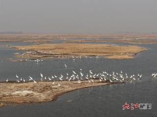 白鹤翩翩抵鄱湖 万鸟云集盛景启