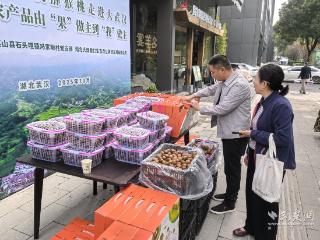 从枝头到餐桌 湖北大学助力大别山猕猴桃“进城上桌”