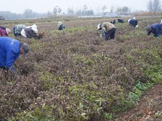 临沭县大兴镇：立冬时节农事忙