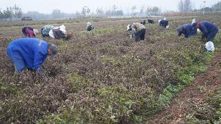 临沭县大兴镇：立冬时节农事忙