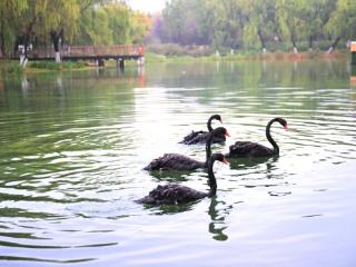 合肥工业大学四只黑天鹅“搬家”南艳湖 校方：对“自家孩子”的新家环境很满意