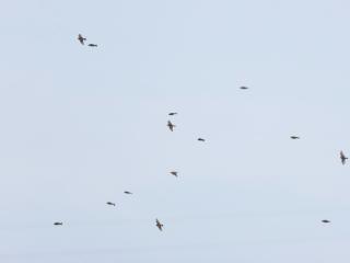 安徽淮河流域首次发现“鸟中稀客” 铁爪鹀凭借伪装色在田间不动，很难被找到