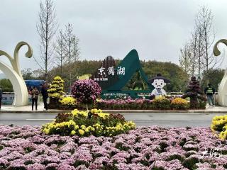 四中全会精神在江淮 | 池州东至：深挖菊文化 以“小菊花”带动“大产业”