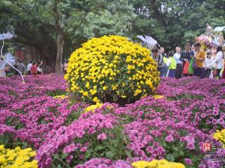 视频·见闻｜一郎来了！邂逅福州秋日“顶流”……