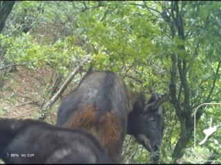 神兽“四不像”母子现身安徽绩溪