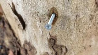 六安天河东路大量行道树树根被钉上螺丝钉 园林部门报警