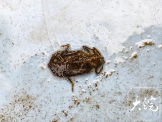 40余种蜻蜓稚虫现身绩溪！含国家二级保护物种，印证水体生态优良