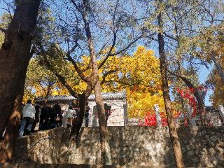 莒县“三原色”