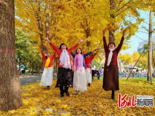 石家庄市新华区：银杏金黄引客来，市民赏景享盛宴