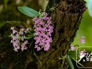 绩溪县县域生物多样性调查发现象鼻兰