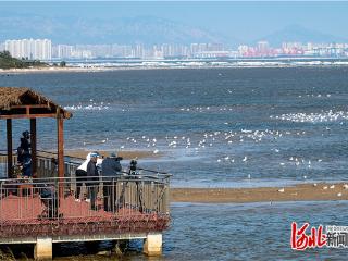走，到北戴河观鸟去