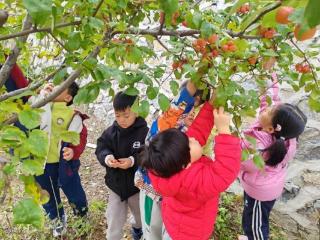 济南历下三幼伴山居园：果香满校园！萌娃沉浸式体验海棠果采摘
