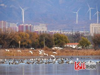 张家口怀来：候鸟飞抵官厅水库国家湿地公园